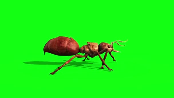 Ant Insect Walkcycle Side Green Screen Animation Rendu — Video