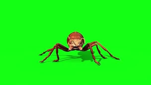 Ant Insect Walkcycle Pantalla Verde Delantera Representación Animación — Vídeos de Stock