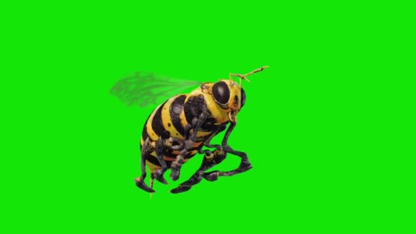 Bee Wasp Flies Loop Green Screen Renderings Animations — Stock Video