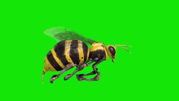 Bee Wasp Flies Loop Pantalla Verde Renderizaciones Laterales Animaciones — Vídeos de Stock