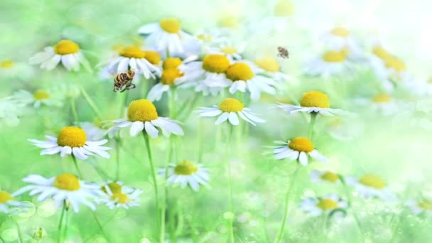 Essaim Abeilles Guêpes Fleurs Fond Animé Rendus Animations — Video