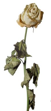 Beyaz gül solmuş. Kuru çiçek ve yaprakları. Üzüntü, duygular. Yakın çekim. Beyaz izole.