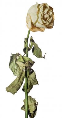 Beyaz gül solmuş. Kuru çiçek ve yaprakları. Üzüntü, duygular. Yakın çekim. Beyaz izole.