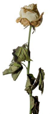 Beyaz gül solmuş. Kuru çiçek ve yaprakları. Üzüntü, duygular. Yakın çekim. Beyaz izole.