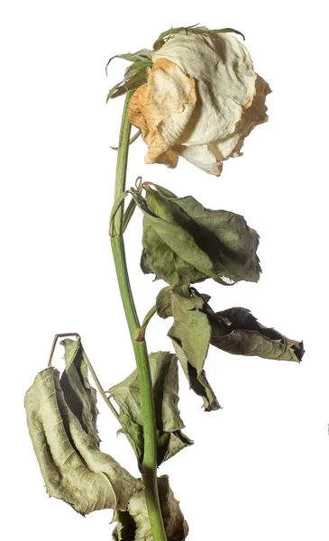 Rosa Branca Murcha Flor Seca Folhas Tristeza Emoções Close Isolado — Fotografia de Stock