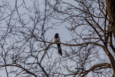 Saksağan bir şehir parkta ağaç dal. Kuşlar şehrin. Çevre ve ekoloji.