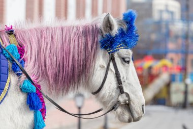 Beyaz şehir merkezinde akıllı bir koşum midilli. Şehrin hayvanlarda. Midilli eğlence kullanma. Bir şehirde midilli.