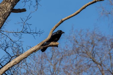 Siyah ortak karga (Corvus corax veya Kuzey raven) ağaç dalı üzerinde oturur. Mavi gökyüzü arka plan üzerinde. Kuşlar ve kuş gözlem. Fauna ve doğa. Kuşlar şehrin.
