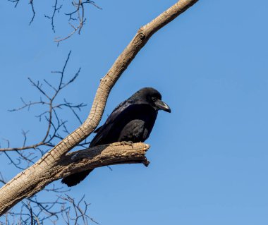 Siyah ortak karga (Corvus corax veya Kuzey raven) ağaç dalı üzerinde oturur. Mavi gökyüzü arka plan üzerinde. Kuşlar ve kuş gözlem. Fauna ve doğa. Kuşlar şehrin.