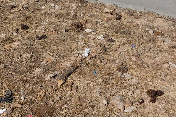 Bir Çim Üzerinde Köpek Dışkı Excrements Bok — Stok fotoğraf