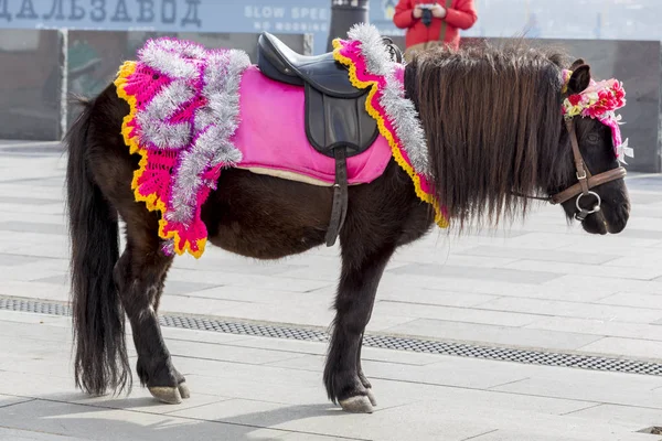 Brown pony in a smart harness in city downtown. Animals in the city. Using ponies in entertainment. Pony in a city.