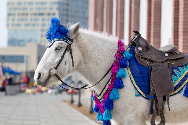 White pony in a smart harness in city downtown. Animals in the city. Using ponies in entertainment. Pony in a city.