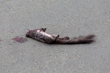 Ölü kanlı sincap üstünde belgili tanımlık yol döşeme. Sincap araba yere düştü. Kan yere ve sincabın vücut üzerinde. Hayvanlar kurban araba kazalarında.