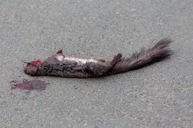 Ölü kanlı sincap üstünde belgili tanımlık yol döşeme. Sincap araba yere düştü. Kan yere ve sincabın vücut üzerinde. Hayvanlar kurban araba kazalarında.