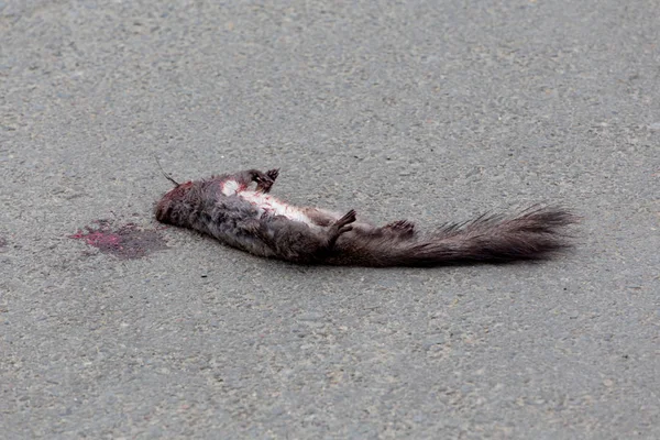 Ölü Kanlı Sincap Üstünde Belgili Tanımlık Yol Döşeme Sincap Araba — Stok fotoğraf