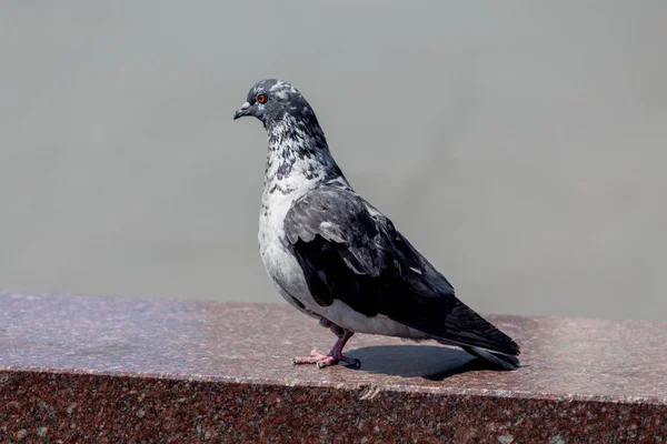 Güvercin Portresi Kentsel Kuş Closeup Görünümü — Stok fotoğraf