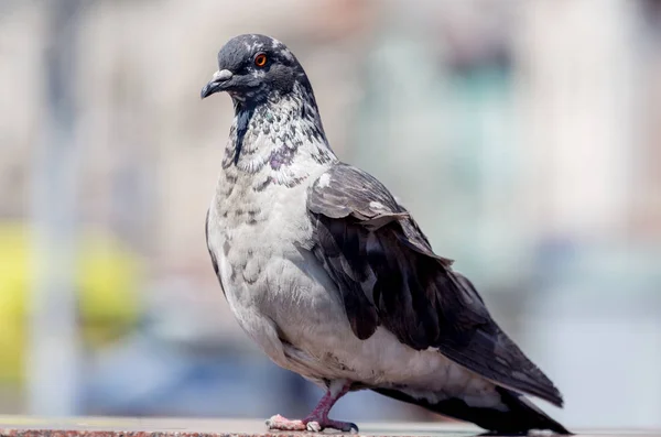 Güvercin Portresi Kentsel Kuş Closeup Görünümü — Stok fotoğraf