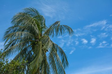 Mavi gökyüzü arkaplanlı hindistan cevizi ağacı