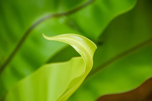 Фото красоты листа Asplenium nidus — стоковое фото