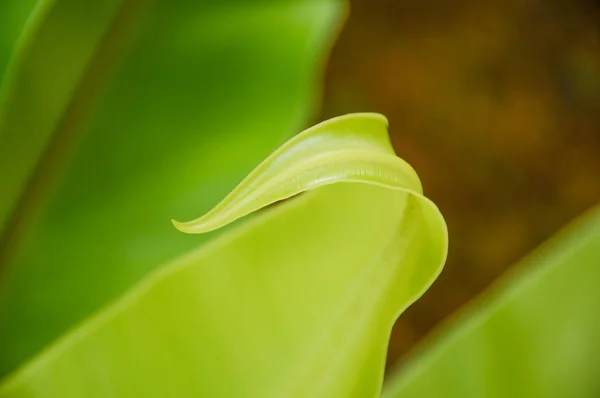 Noise  photo of beauty of  Asplenium nidus leaf — Stock Photo, Image