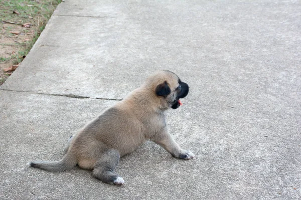 Çimento üzerinde oturan Alman çoban puppie