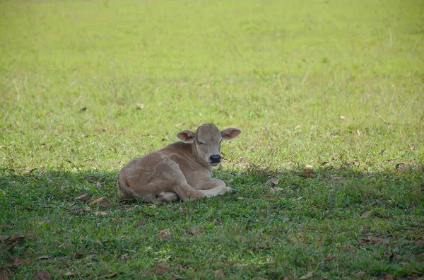 Yeni doğan buzağı arka plan bulanık ile geniş otlak yeşil yalan