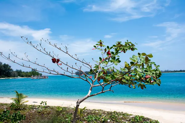 Mandorlo di mare con oceano e bel cielo sfondo, Phuket Thailandia — Foto Stock