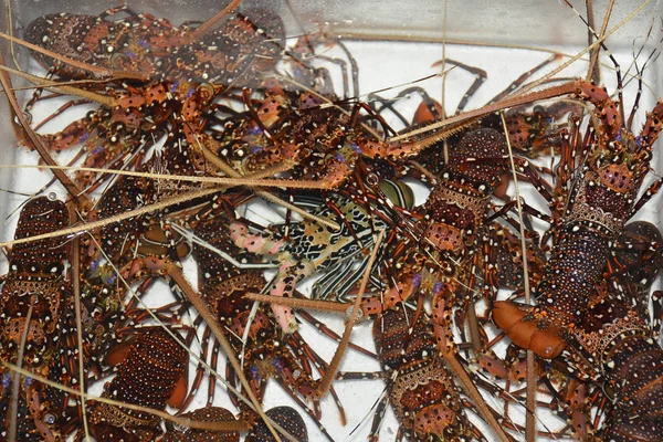 Istakoz yemek pişirmek için su batırılmış.