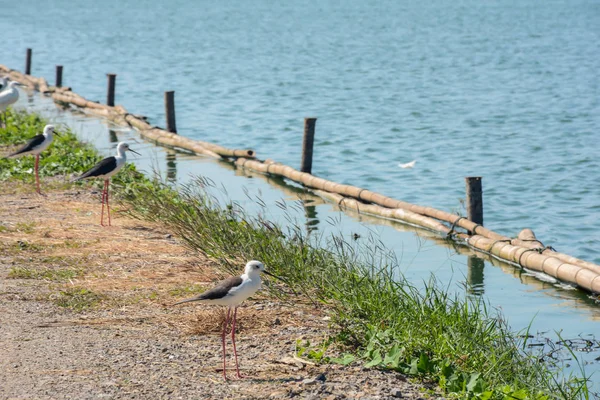 Bir kuş ayakta ve nehre arıyorsunuz