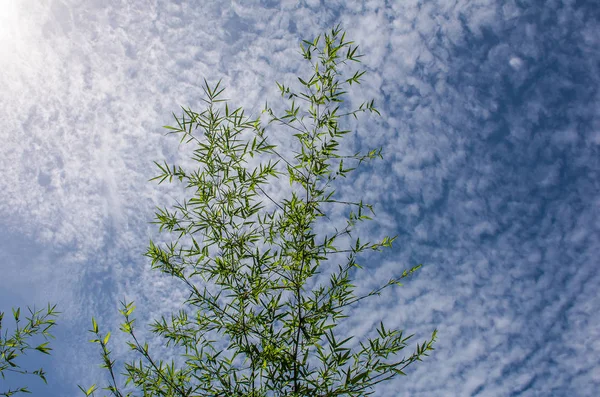 Güneş ışığı ve mavi gökyüzü arka plan ile bambu yaprakları