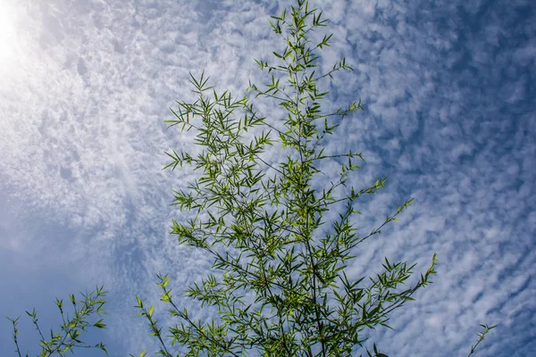 Güneş ışığı ve mavi gökyüzü arka plan ile bambu yaprakları