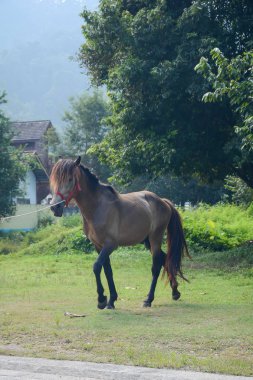  at doğa ile çimlerde yürüyor
