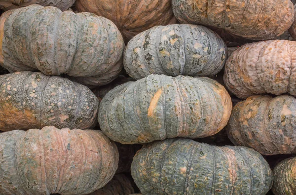 kabaklar Satılık yerleştirilen yığını.