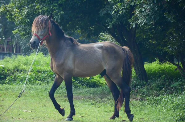 Kůň je chůze na trávě s přírodou Stock Snímky