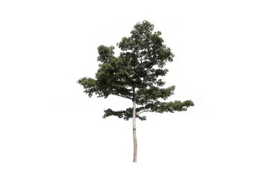 Beyaz arkaplanda ağaç