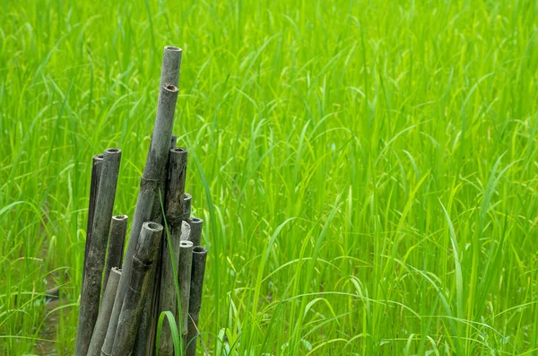 Кукурудзяне поле за бамбуком в ранковому світлі . — стокове фото