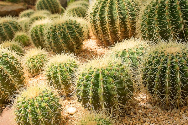 Bir bahçede sarı parlak kaktüs