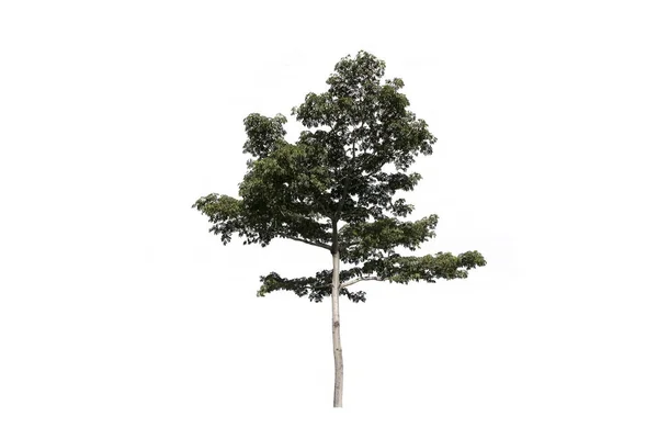 Beyaz arkaplanda ağaç