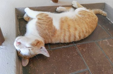 Katta uyuyan kedicik