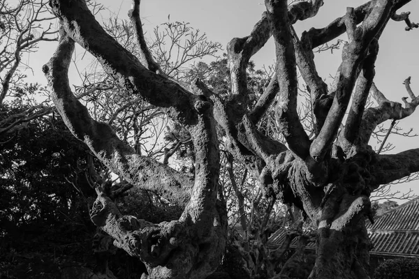 siyah ve beyaz ağaçlar ve gölge