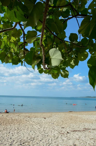 Close up of tree leaves branches with sea view in the background, Phuket, Thailandia — Foto Stock