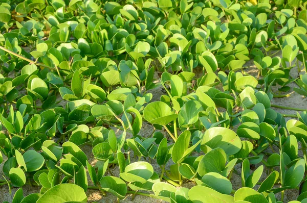 Ipomoea sahilde düşen güneş ışığı ile.