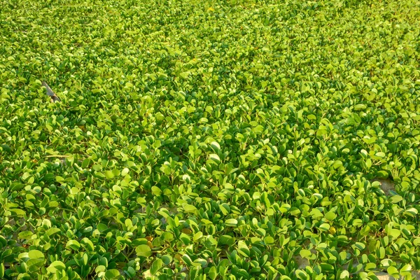 Ipomoea sahilde düşen güneş ışığı ile. Phuket, Tayland