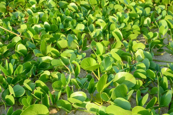 Ipomoea sahilde düşen güneş ışığı ile.