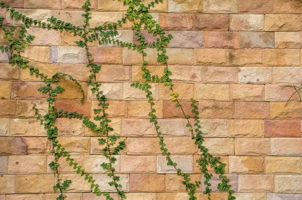 Yeşil sarmaşık tuğla duvar, seçici odaklı