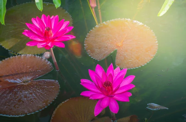 parlak pembe renk ikiz lotus çiçeği veya nilüfer çiçeği su birikintisi arka planda sabahın güneşli ışık ile