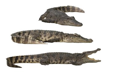 Beyaz arka planda izole vahşi timsah