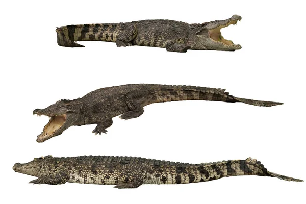 Wild krokodil geïsoleerd op witte achtergrond — Stockfoto