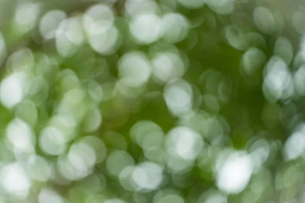 多重の緑の葉の背景 — ストック写真