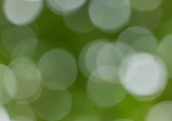 Intreepupil groene blad achtergrond — Stockfoto